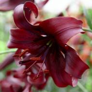 Лилия LO гибрид Night Flyer в контейнере