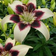 Лилия двухцветная азиатская Patricia’S Pride в контейнере