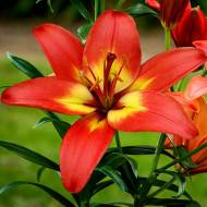 Лилия азиатская Forever Linda в контейнере