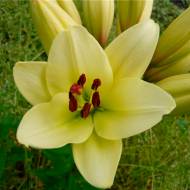 Лилия LA гибрид Kelso в контейнере