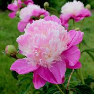 Саженец пиона Gay Paree в контейнере