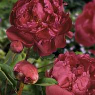 Саженец пиона Red Sarah Bernhardt в контейнере