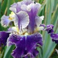 Саженец ириса бородатого Лип Сервис в контейнере