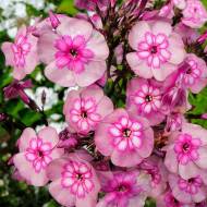 Саженец флокса Magic Blue в контейнере