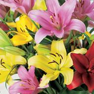 Лилия в ассортиментне в контейнере