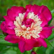 Саженец пиоа Top Hat в контейнере