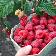 Саджанець Малина Енросадіра в контейнері