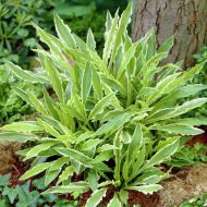 Саджанець Хоста Стілетто (Stiletto) в контейнері