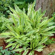 Саджанець Хоста Стілетто (Stiletto) в контейнері