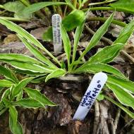 Саженец хосты Стилетто (Stiletto) в контейнере