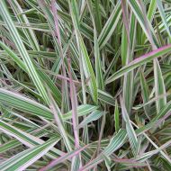 Саджанець Фаляріс тростинний (Шовкова трава) в контейнері