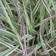 Саджанець Фаляріс тростинний (Шовкова трава) в контейнері