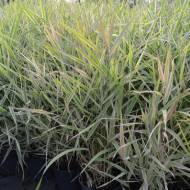 Саженец фаляриса тростникового (Шелковая трава) в контейнере