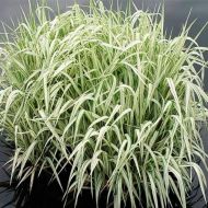 Саджанець Манник великий Варієгата (Variegata) в контейнері