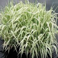 Саджанець Манник великий Варієгата (Variegata) в контейнері