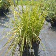 Саженец манника великого Вариегата (Variegata) в контейнере