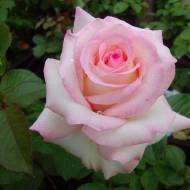 Троянда чайно-гібридна Анна