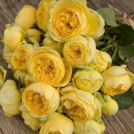 Троянда cпрей Каталіна