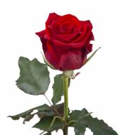 Роза чайно-гибридная Ред Игл