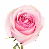 Роза чайно-гибридная Лорейн