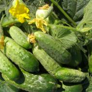 Огурец Триумф Неженский (Олимп)