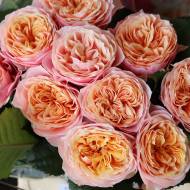 Троянда англійська Вузувела рожева (кущова)