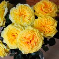Роза английская Лемон Помпон (кустовая)