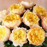 Роза английская Вувузела желтая