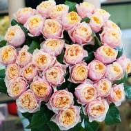 Роза английская Вувузела розовая (кустовая)