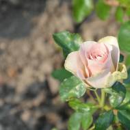 Троянда чайно-гібридна Амнезія