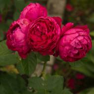 Троянда чайно-гібридна Аскот в контейнері