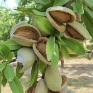 Саженец Миндаль Виктория