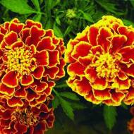 Бархатцы Фиеста за 0,5 г