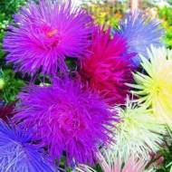 Астра смесь Первая любовь за 0,3 г