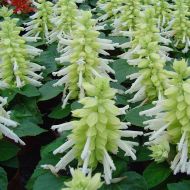 Сальвия Амбасадор за 0,2 г