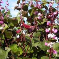 Долихос (гиацинтовые бобы) за 1 г