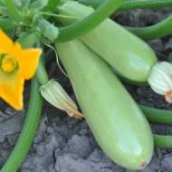 Кабачок Президент