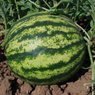 Арбуз Виктория F1 за 5 сем.