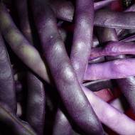 Фасоль спаржевая Блаухильда