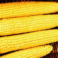 Кукуруза сладкая Мегатон F1 за 5 г
