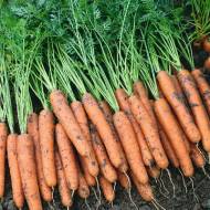 Морковь Наполи F1