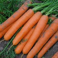 Морковь Марион F1