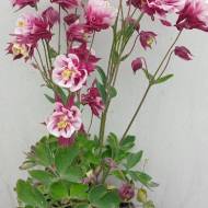 Саженец аквилегии Сонг Берд Кардинал в контейнере