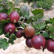 Саженец Крыжовник Сириус в контейнере