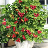 Саженец Малина Патио Бьюти в контейнере