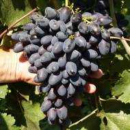 Саженец Виноград Атос (привитый) в контейнере