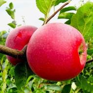 Саженец Яблоня Айдаред в контейнере