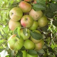 Саженец Яблоня колоновидная Пионер в контейнере