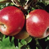 Саженец Яблоня Джонатан в контейнере