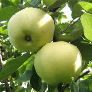 Саженец Яблоня Антоновка в контейнере